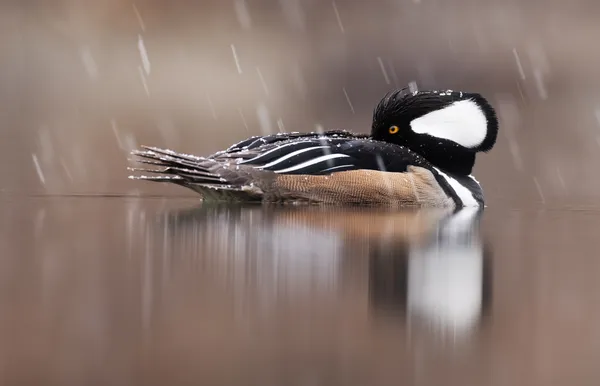 Winter Calm thumbnail