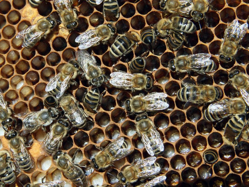 Bienen_mit_Brut_2.jpg