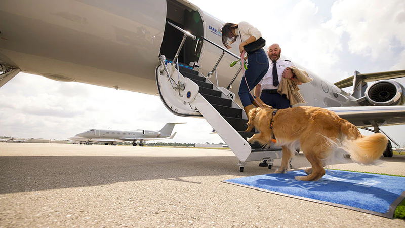 Us airways pet policy on sale