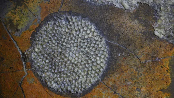 Fossil from Late Ordovician thumbnail