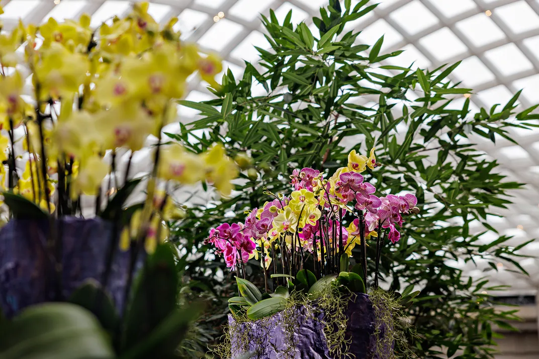 orchids in the Kogod Courtyard