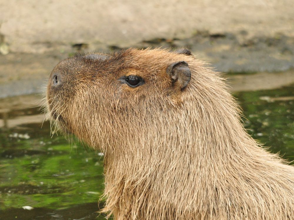 Cinnamon the Capybara