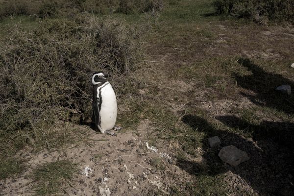 A penguin in front of tourists thumbnail