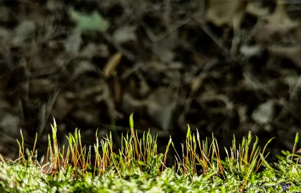 Young grass and miss on wet dead log thumbnail