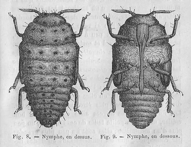 Phylloxéra