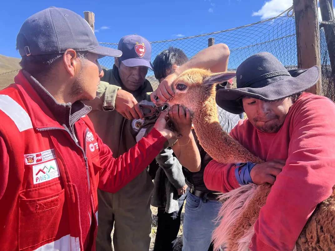 cutting vicuña teeth