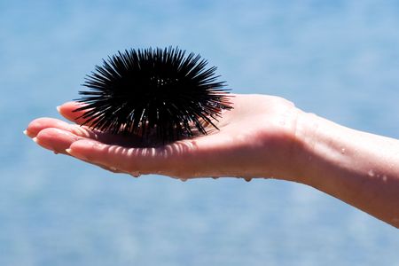 From developmental problems to reproductive issues, drug waste is affecting marine wildlife.