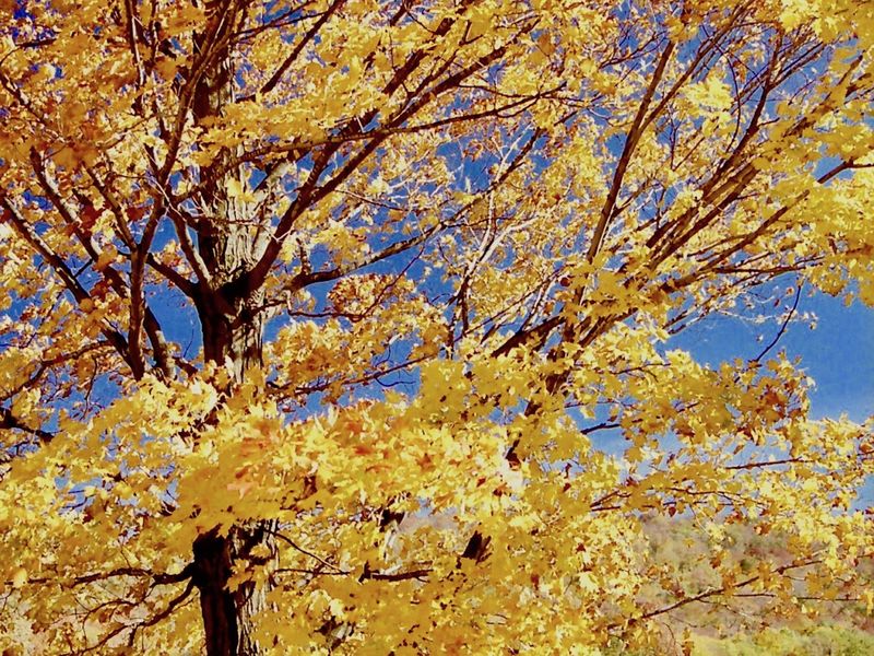 Leaves of Gold Smithsonian Photo Contest Smithsonian Magazine