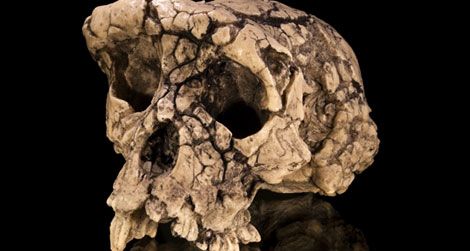 The skull of Sahelanthropus. What does its body look like?