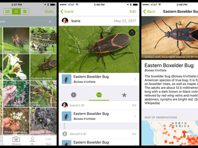 Screenshots from the iNaturalist app, which uses "deep learning" to automatically identify what bug—or fish, bird, or mammal—you might be looking at.