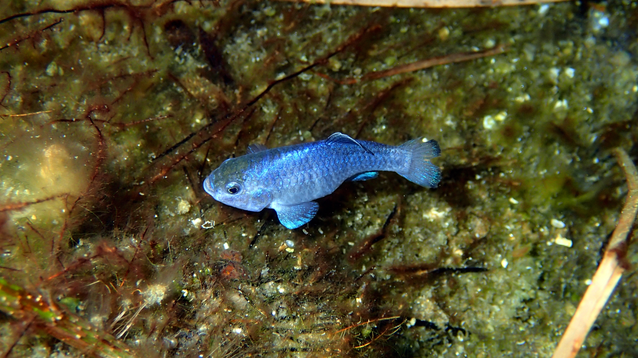 Rarest Fish In The World To Eat