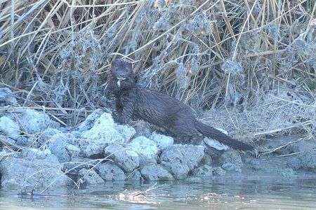 The survey did not conclude how the wild mink became infected with the virus, but it’s not unusual for captive minks to escape fur farms. (Infected mink not pictured.)