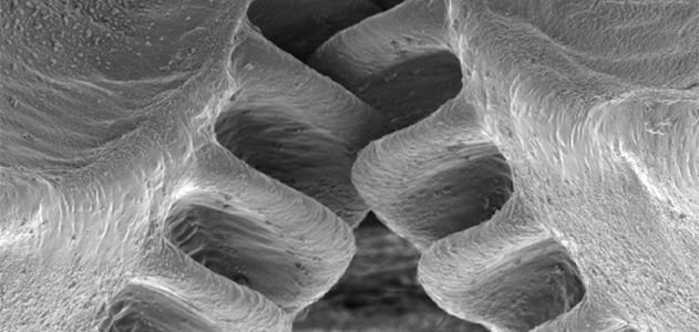 The small hopping insect