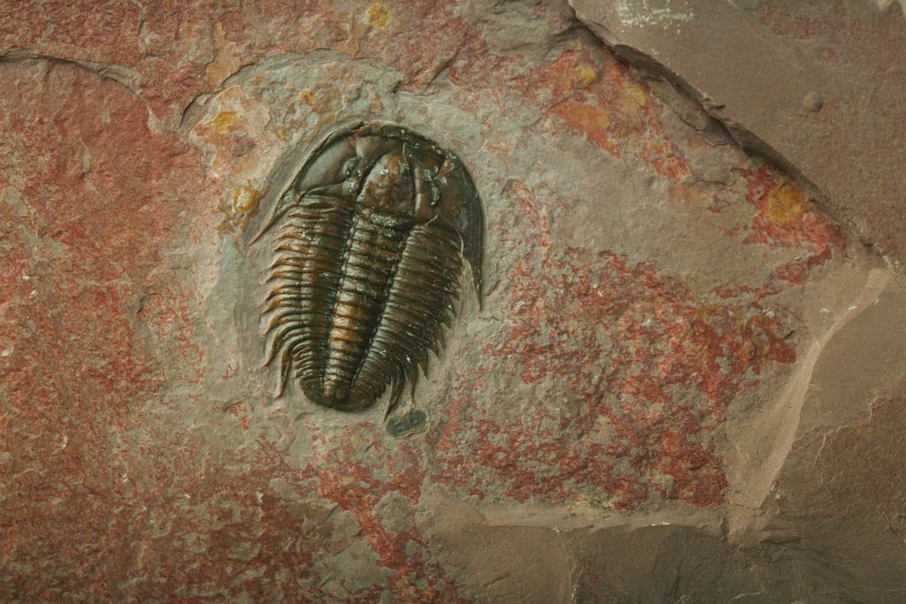 trilobite