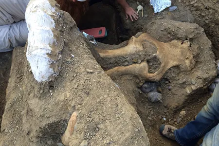 The mammoth skull being excavated on Santa Rosa Island