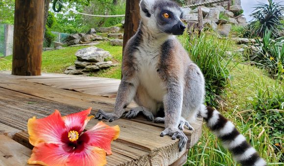 Ring-tailed lemur standing on wooden platform with a flower