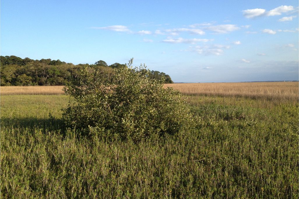 mangroves.jpg