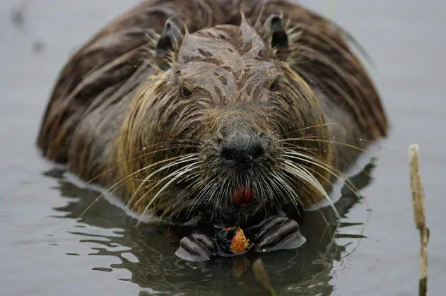 Nutria