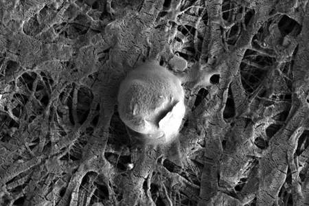 Electron microscope image of a microbial cell (and attached sediment particle) found in the water of Lake Whillans. 