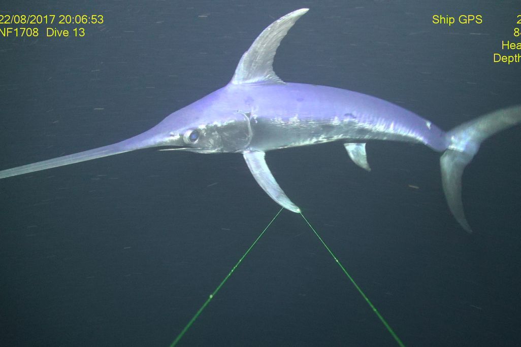 Swordfish underwater 