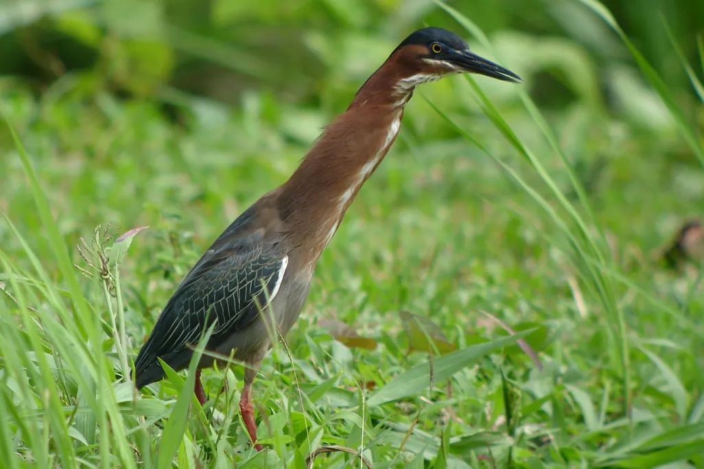 green herons