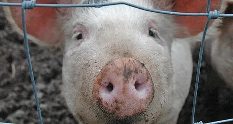 Pigs were domesticated in several different regions of the world.
