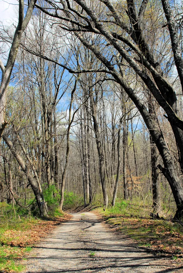 Country Walk thumbnail