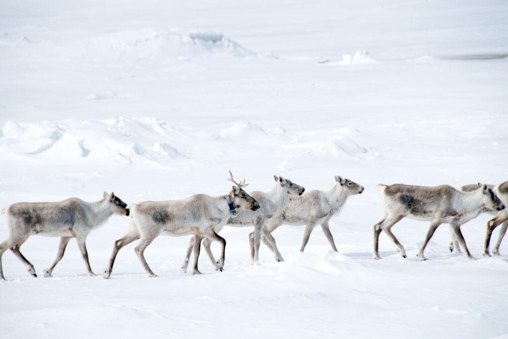 Six caribou are in the foreground, trekking through the snow. Behind them is a snowy hill.