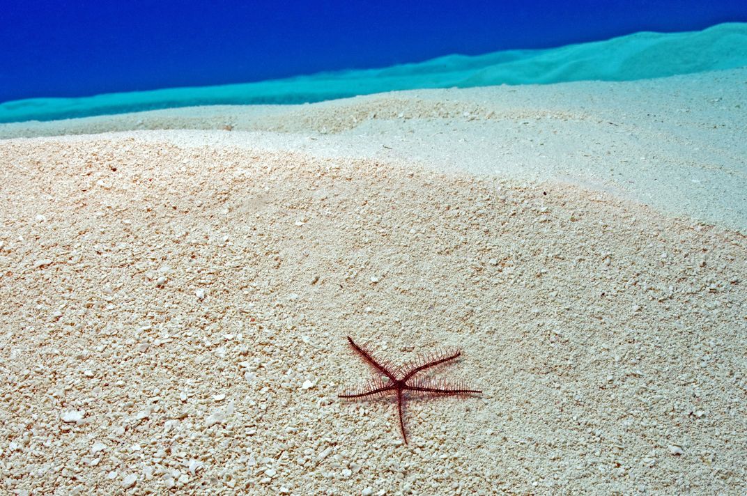 The start of a long journey. Saw this brittle star out on the sand just as I was about to head