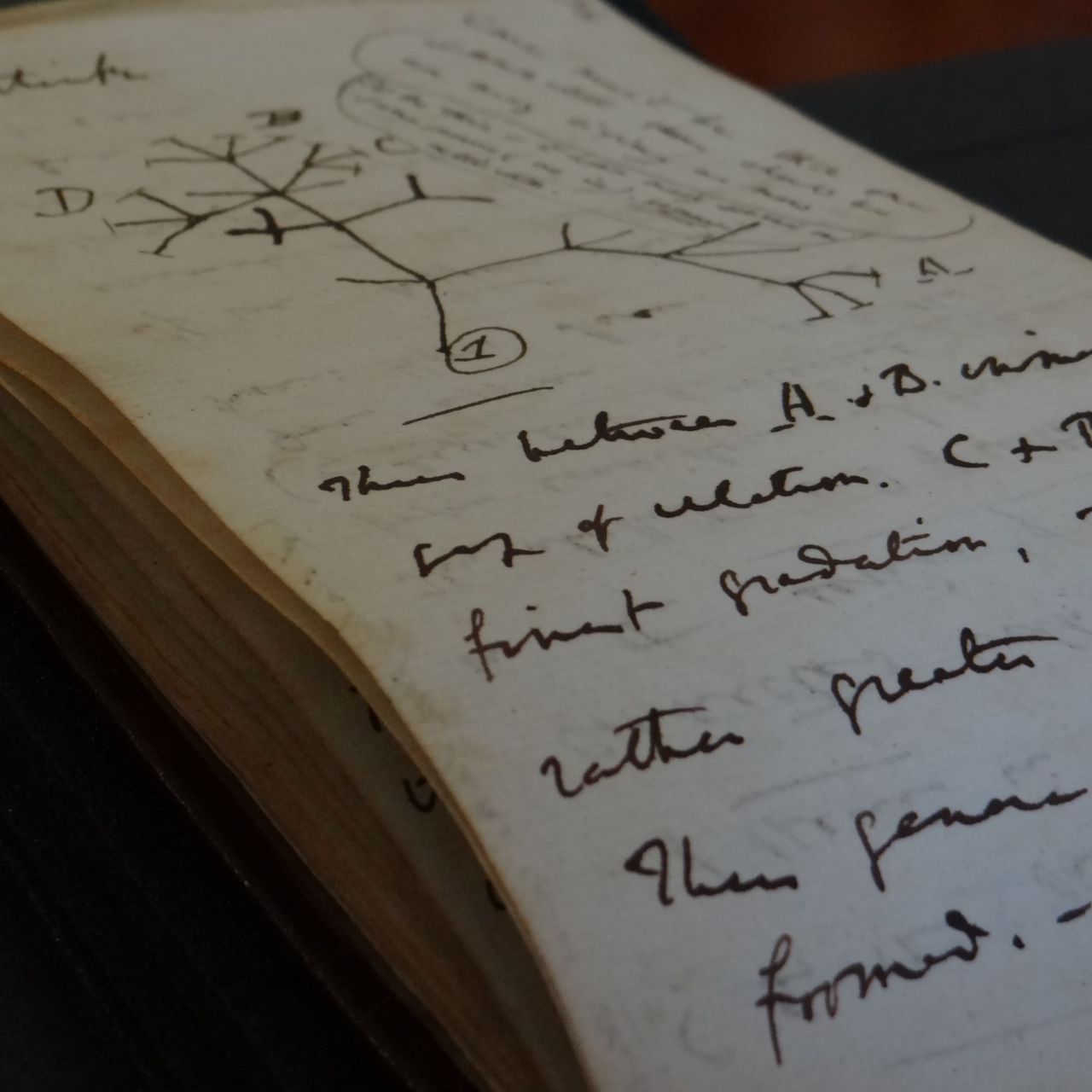 Amazon.co.jp: Charles Darwin's Notebooks, 1836-1844: Geology