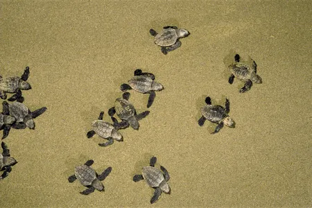 Young leatherback sea turtles. 