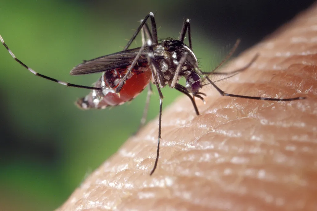 A close-up of a blood-engorged mosquito feeding on human skin