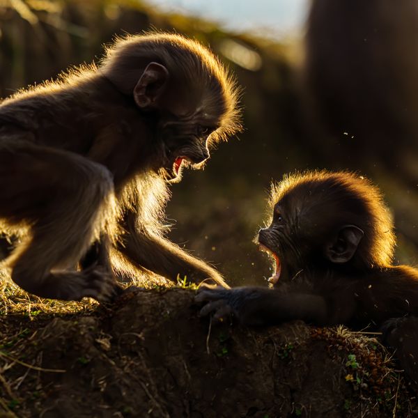 Infants at play. thumbnail