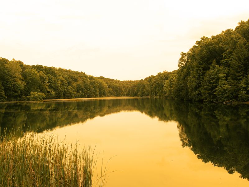 Rose Lake Smithsonian Photo Contest Smithsonian Magazine