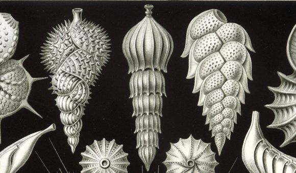 Foraminifera from Ernst Haeckel's Kunstformen der Natur. (Ernst Haeckel) 