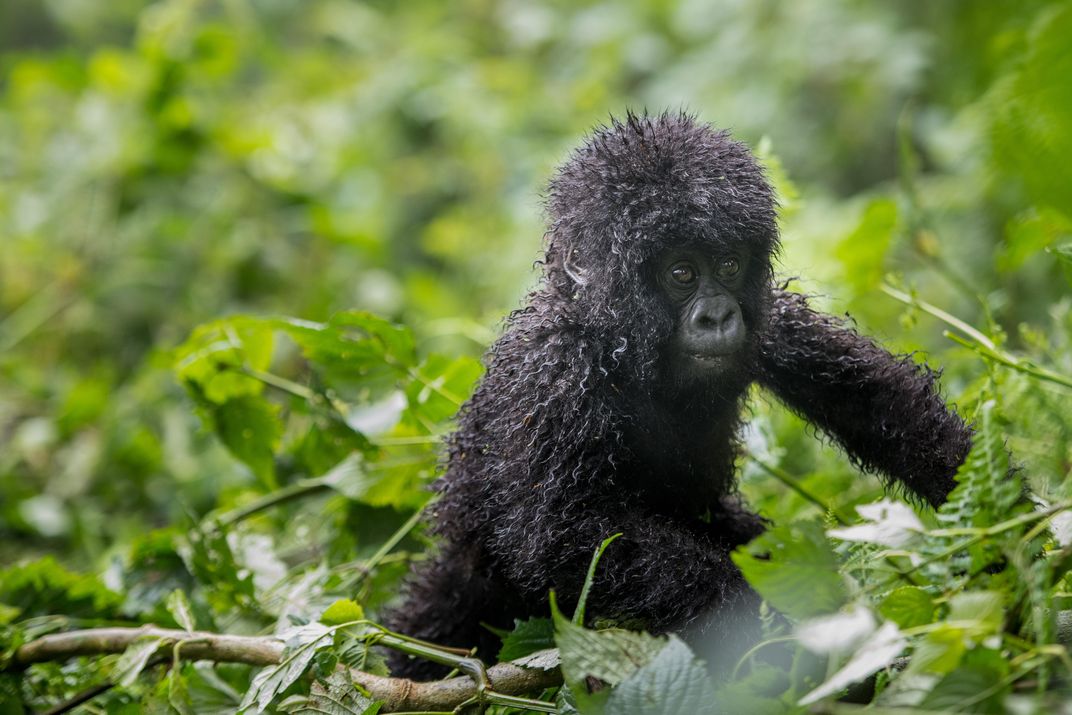 Ntibisanzwe, a male infant mountain gorilla (offspring of Nyiramurema) from the Kwitonda gorilla group in Volcanoes National Park. 