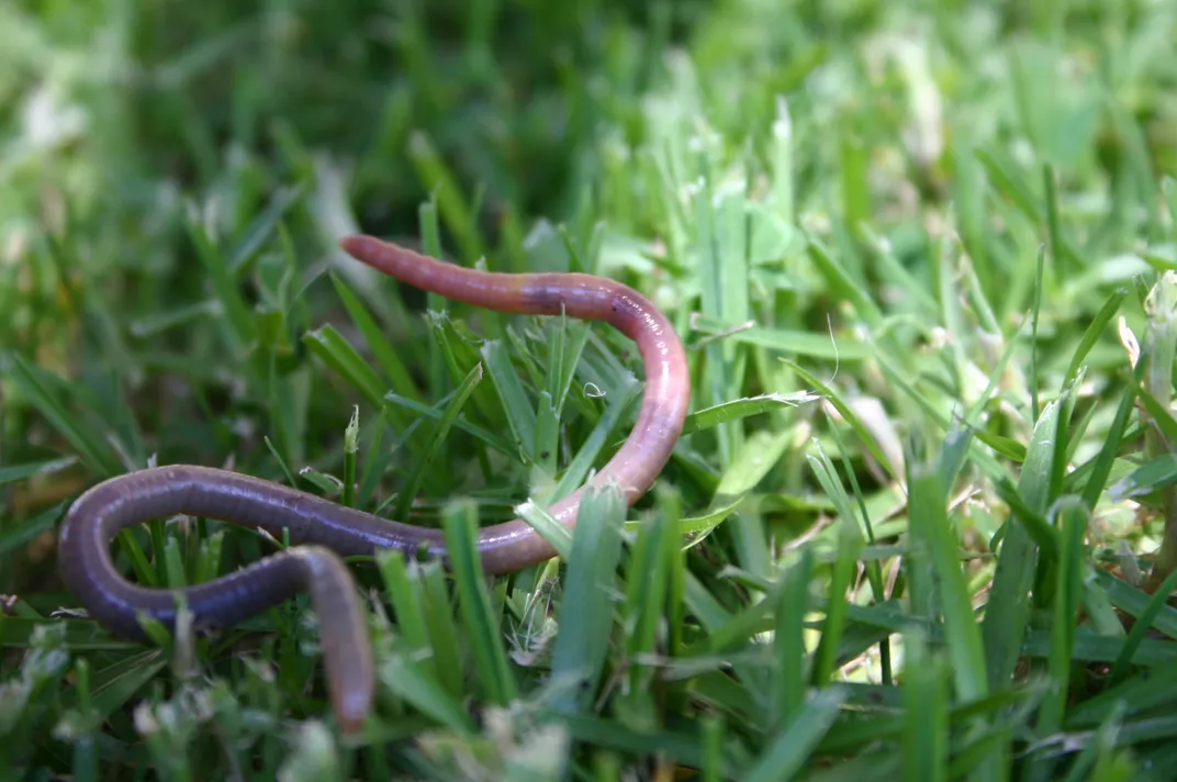 Worms