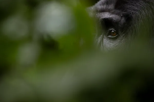 The Eye of Bwindi thumbnail