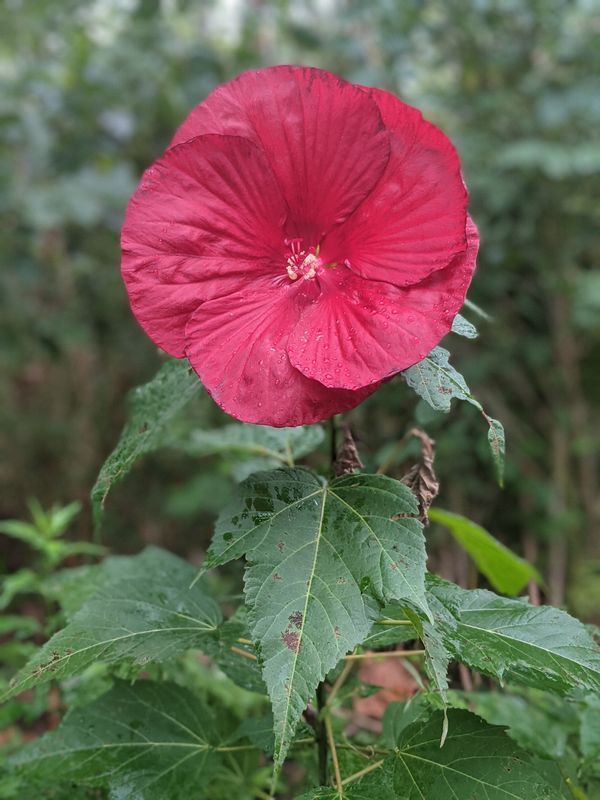 Hibiscus on a New York Trail thumbnail
