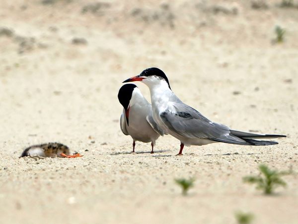 Silent Grief: A Common Tern Family Mourns the Loss of Their Chick thumbnail