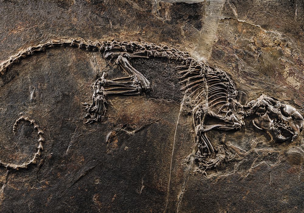 Unveiling Evolutionary Mysteries: Fossil Riches of Messel Pit ...