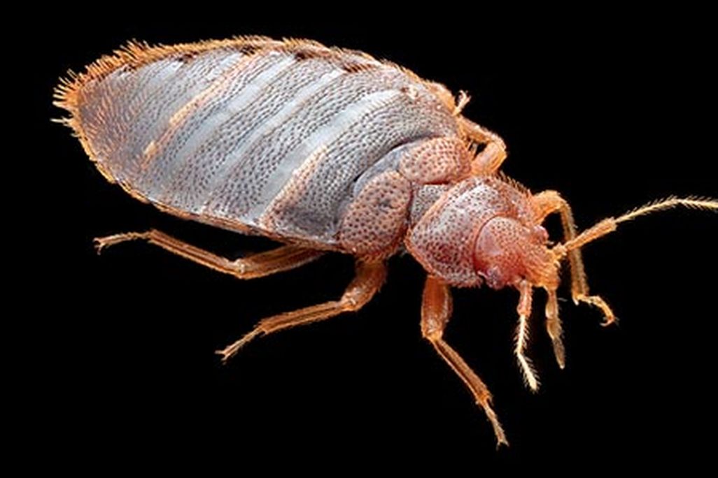This adult male bedbug wants to suck your blood.
