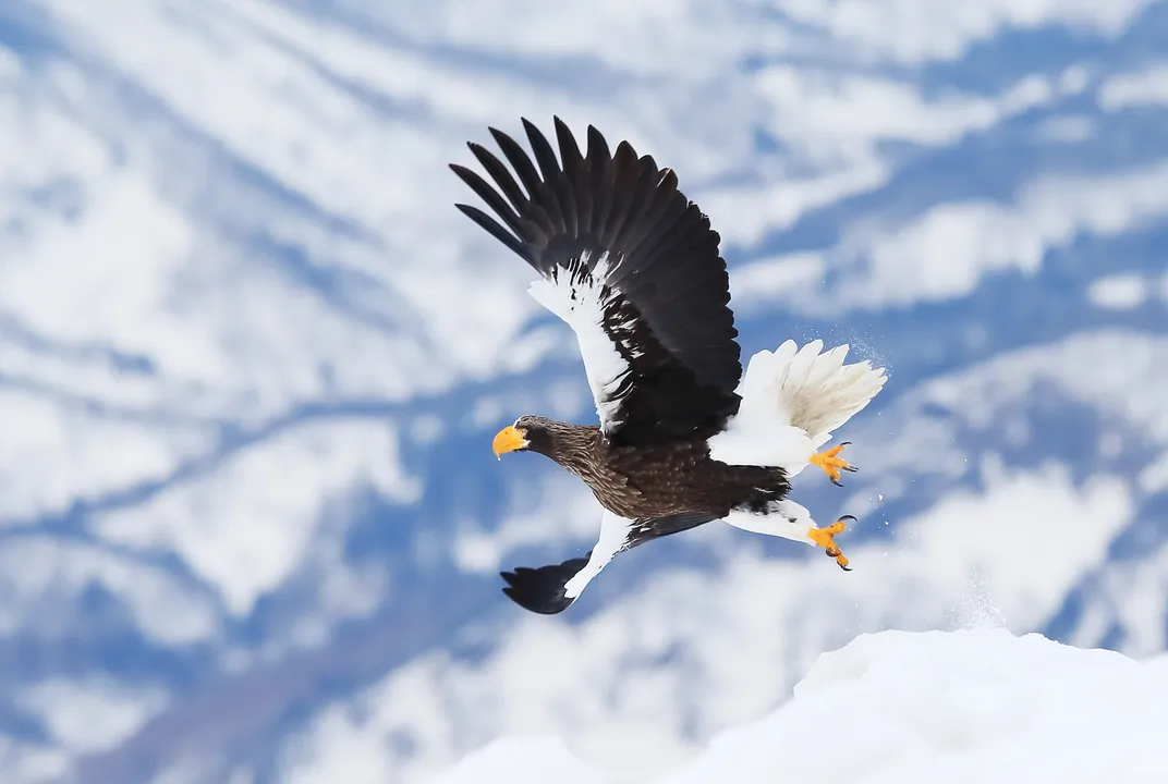 Thousands of Miles Away From Home, This Steller's Sea Eagle ...