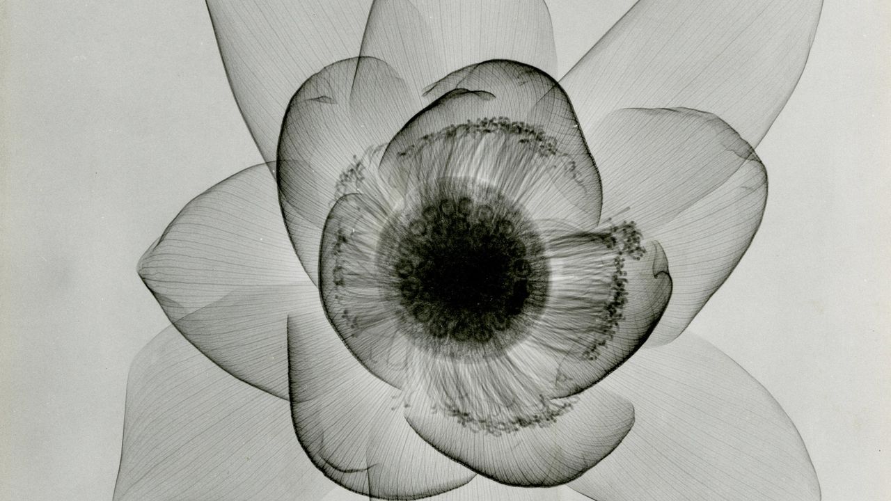 dr_dain_l_tasker_lotus_an_x-