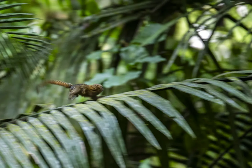 Tiny and defenseless, a pygmy marmoset scampers through the forest. Its tail, longer than its body, helps it maintain its balance.