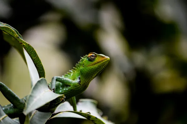 A lizard on a Mango Tree thumbnail