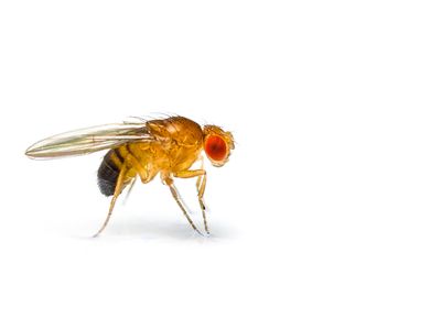Common fruit flies are ideal for complex genetic screens because of their short lifespan, relatively small genome and low cost.