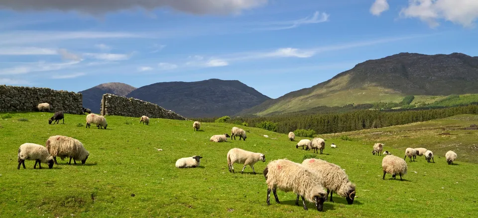  Connemara landscape with sheep 
