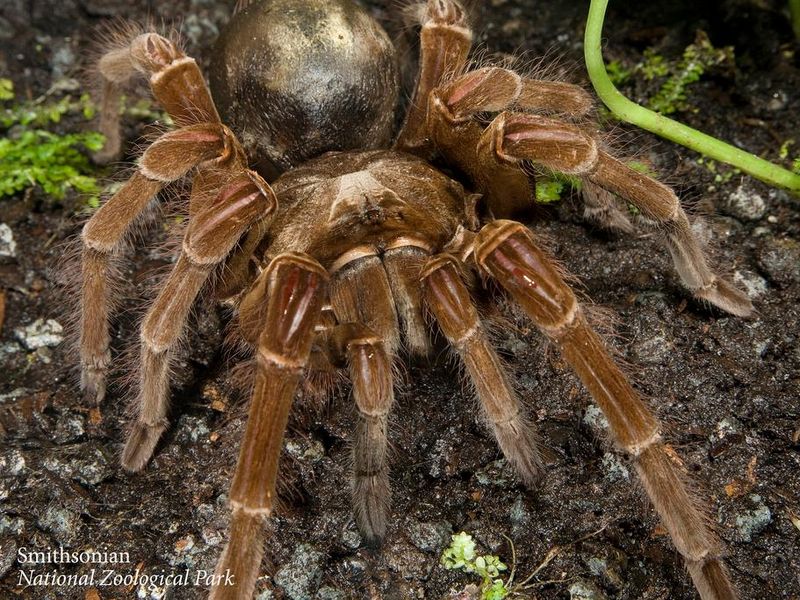 Spiders can detect sound through their webs - The Washington Post