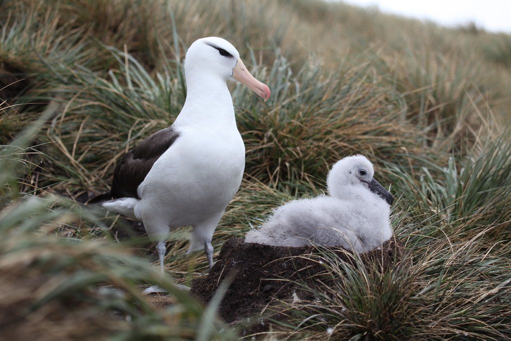 A parent albatross and its quick sit on a grassy hillside. The adult has sleek feathers and a bright orange beak; it's chick is small with fluffy white feathers and a black beak.